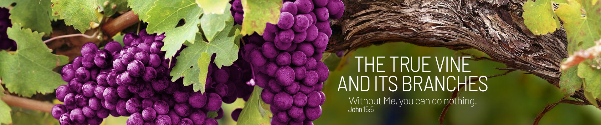 Banner Home 01 - Ingles